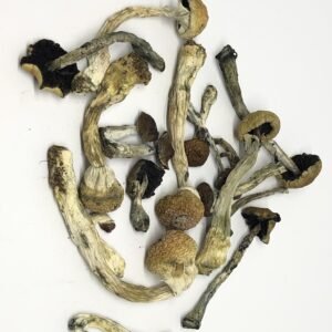 Buy Penis Envy magic mushroom online.