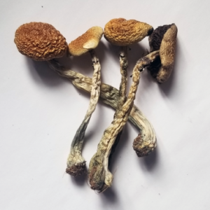 Buy Psilocybe Azurescens magic mushroom online
